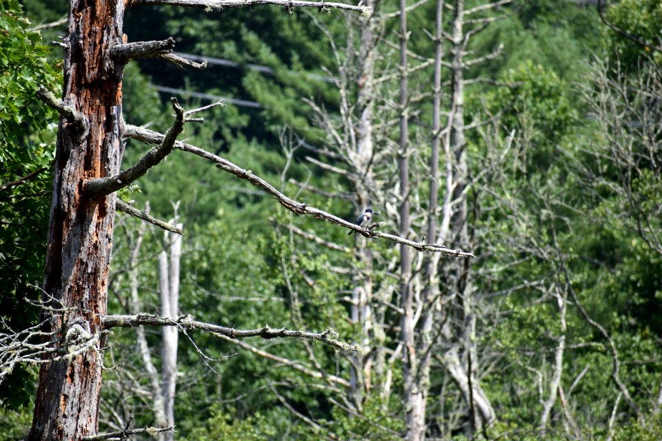 bird kingfisher Tallulah Bog ncwetlands AM (19)