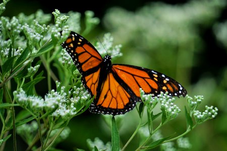 invertebrate monarch Lake Crabtree County Pk ncwetlands KG (27)