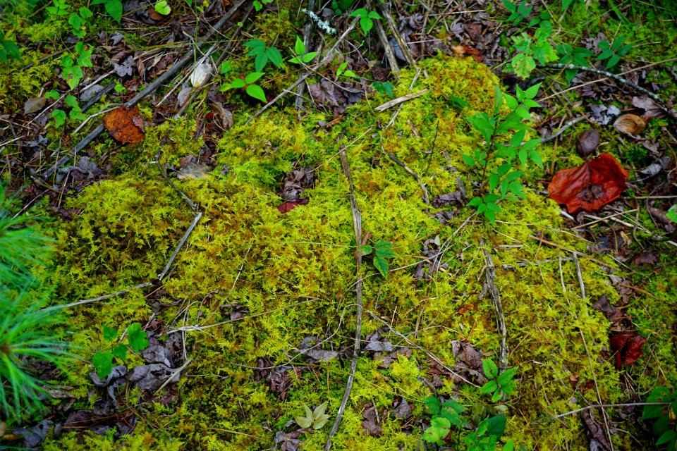 plant Sphagnum in Tallulah Bog ncwetlands KG