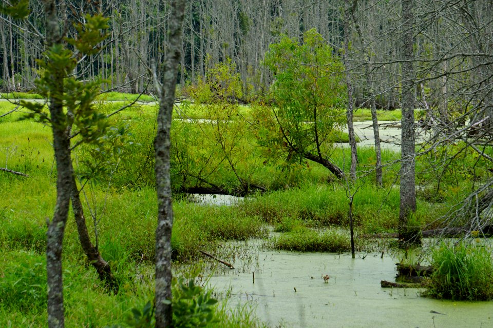scene Sullivan impndmnt PeeDee NWR ncwetlands KG (12)