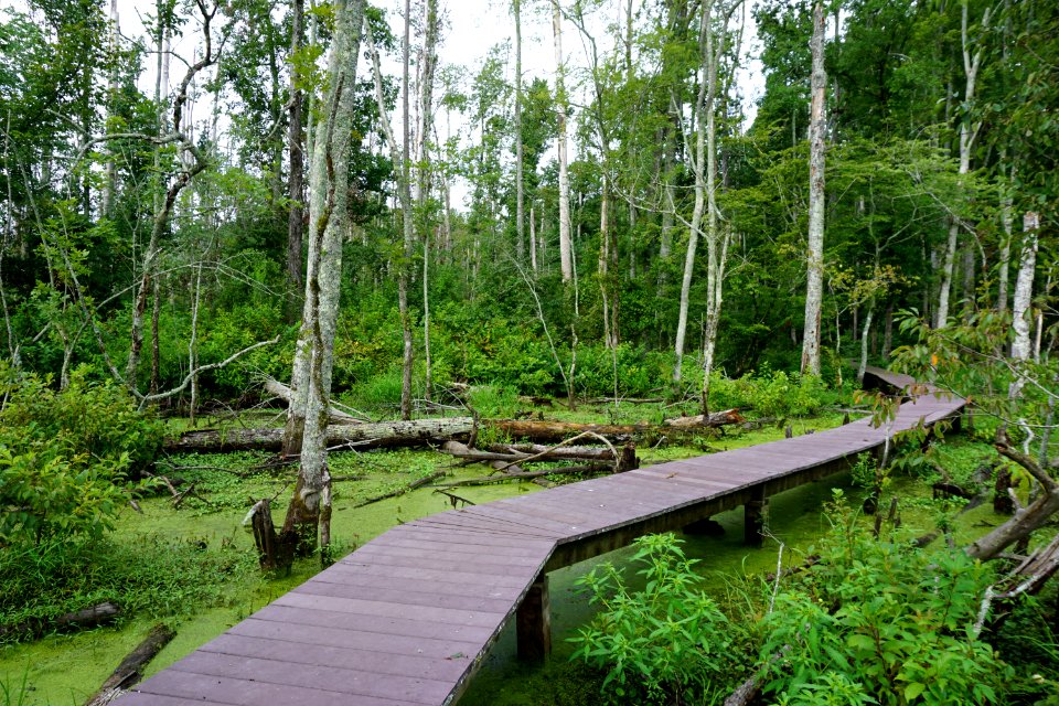 scene Sullivan impndmnt PeeDee NWR ncwetlands KG