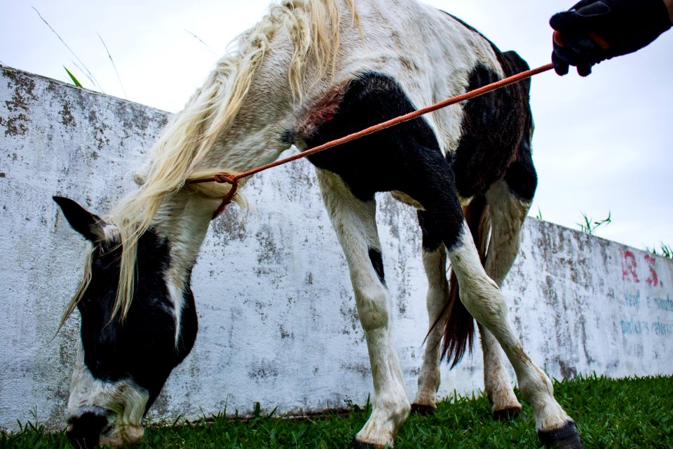 30.04.2019 - Blitze de combate aos maus tratos a cavalos - Foto Michel Corvello