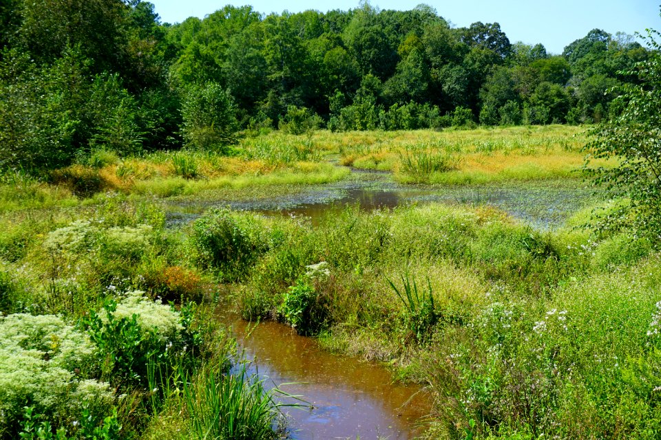 scene Neuse River Trail Craig Burn Ln ncwetlands KG (6)