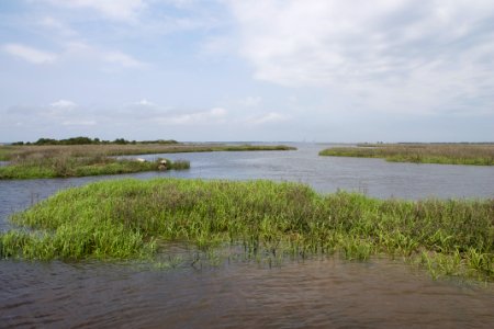 scene salt marsh Zeke's Island Reserve NC Coastal Reserve
