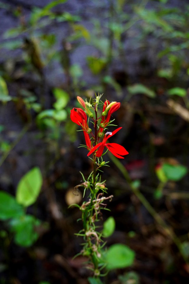 plant cardinal flower Cape Fear Wetlands Game Land ncwetlands KG