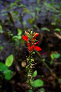 plant cardinal flower Cape Fear Wetlands Game Land ncwetlands KG