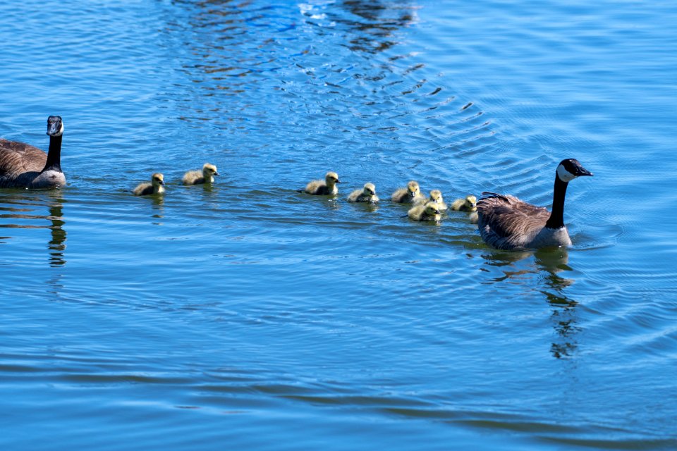 Canada geese with goslings