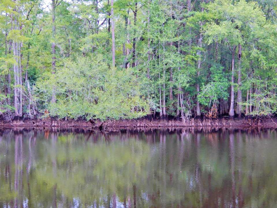 scene river Lumber River SP Princess Anne ncwetlands KG (7)