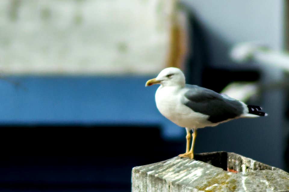 Gaviota