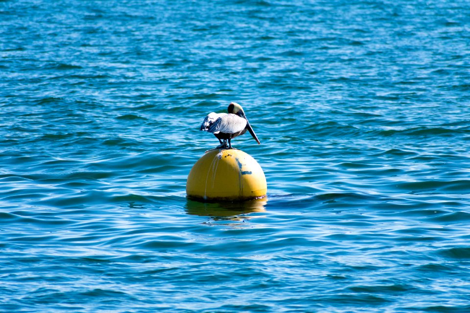 A brown pelican balancing on a buoy.