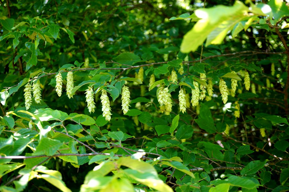 hop hornbeam Butner game land KG