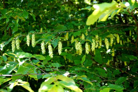 hop hornbeam Butner game land KG