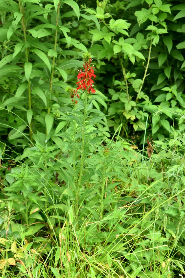 plant cardinal flower Morse Park ncwetlands AM (9)