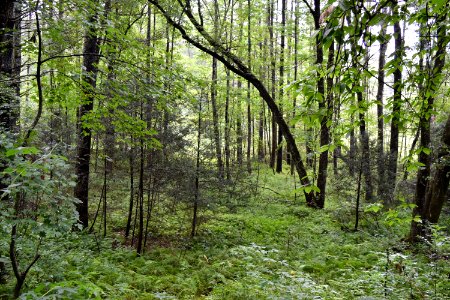 scene dupont state rec forest ncwetlands AM (19)