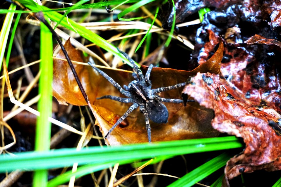 invertebrate wolf spider Lower Fishing Creek Gmlnd ncwetlands KG (1)