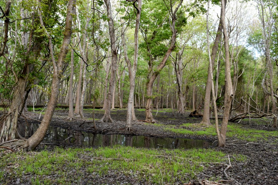 scene bottomland hardwood wetland Carolina Beach SP ncwetlands AM (2)