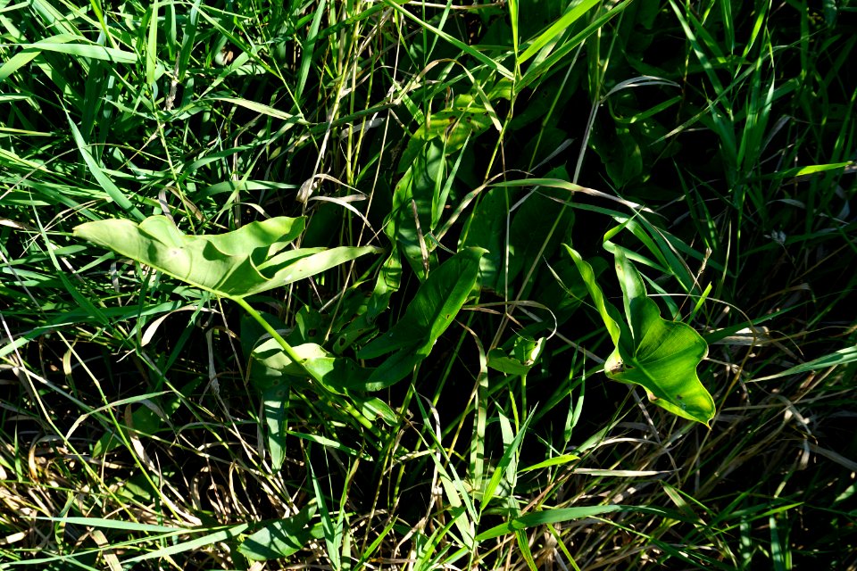 plant Peltandra Suli Marsh ncwetlands KG (18)
