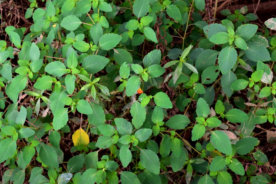 plant jewelweed Impatiens mcalpine and four mile creeks greenway ncwetlands AM