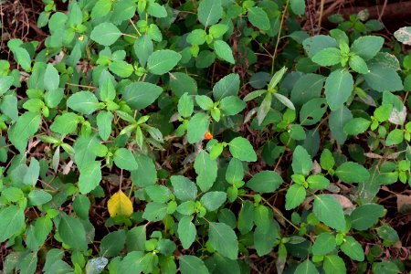 plant jewelweed Impatiens mcalpine and four mile creeks greenway ncwetlands AM photo