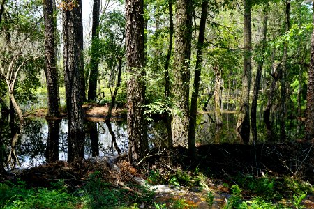 scene beaver pond weymouth woods KG (4) photo