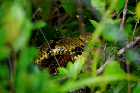 reptile beautiful timber rattlesnake Panthertown Bog ncwetlands KG (5)