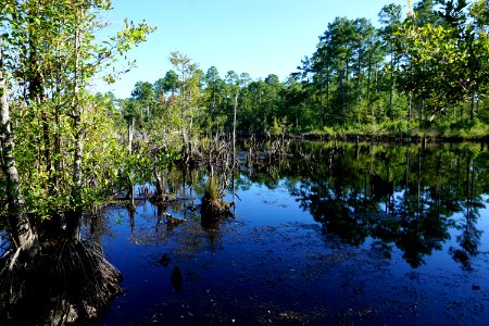 scene beaver pond Stones Creek Game Land ncwetlands KG (8)