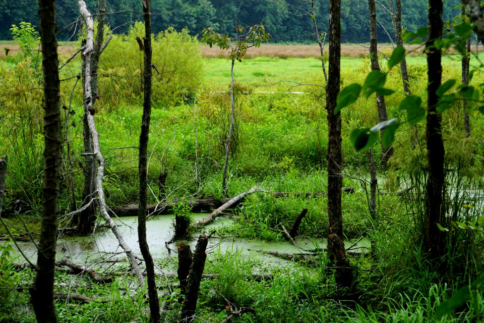scene Sullivan impndmnt PeeDee NWR ncwetlands KG (6)