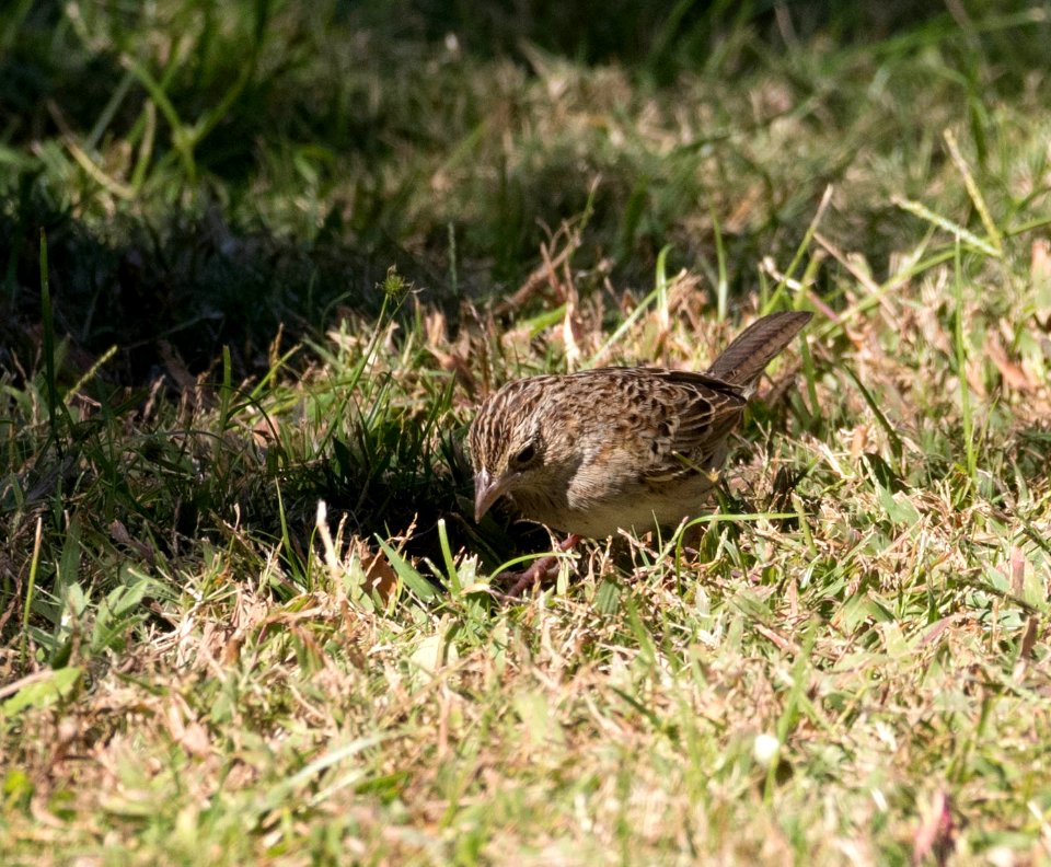 Cassin's sparrow