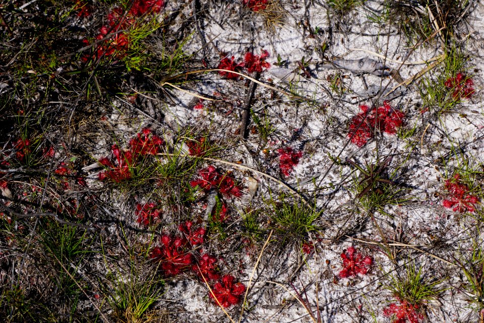 plant sundew Carolina beach state park ncwetlands KG (6)