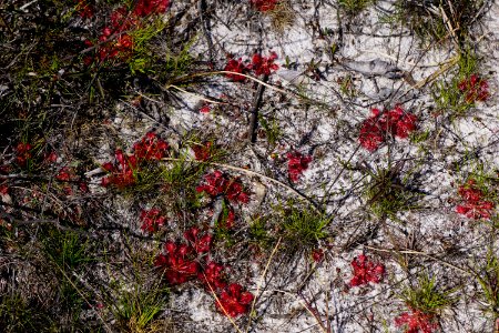 plant sundew Carolina beach state park ncwetlands KG (6)