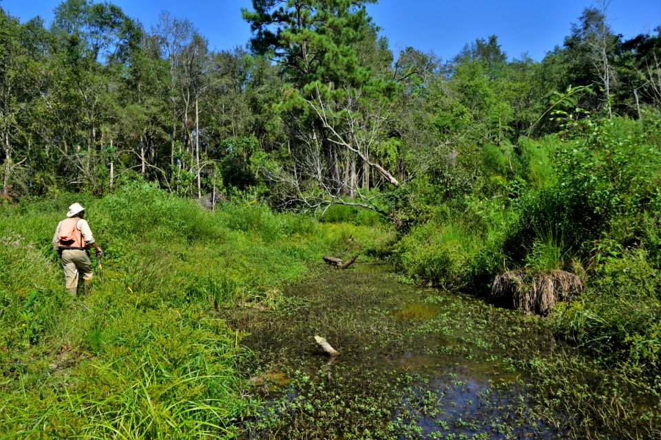 scene Little River Park ncwetlands KG (7)