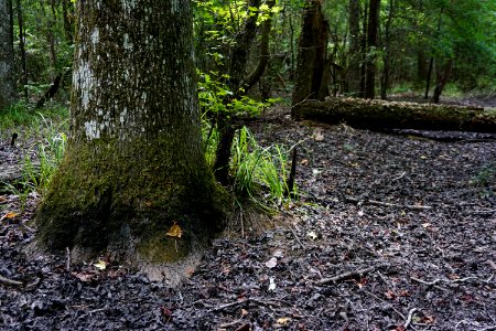 scene upland depression wetland 2 Uwharrie Nat Forest ncwetlands KG (5)