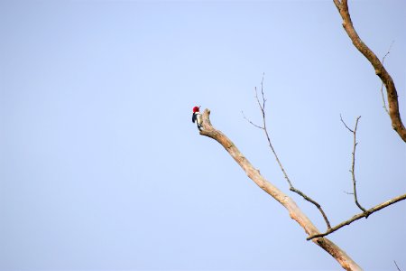 bird red headed woodpecker White Oak Creek Greenway ncwetlands AM (4)