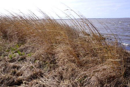 scene Mackay Island NWR ncwetlands KG (4)