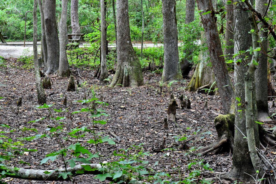 scene bottomland hardwood wetland near campground Lumber River SP Princess Anne ncwetlands AM (21)
