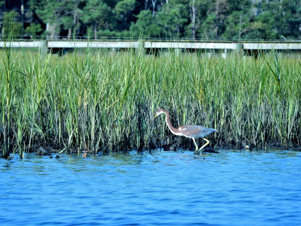 tricolored heron Emerald Isle boat ramp KG (5)