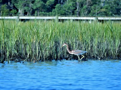 tricolored heron Emerald Isle boat ramp KG (5)