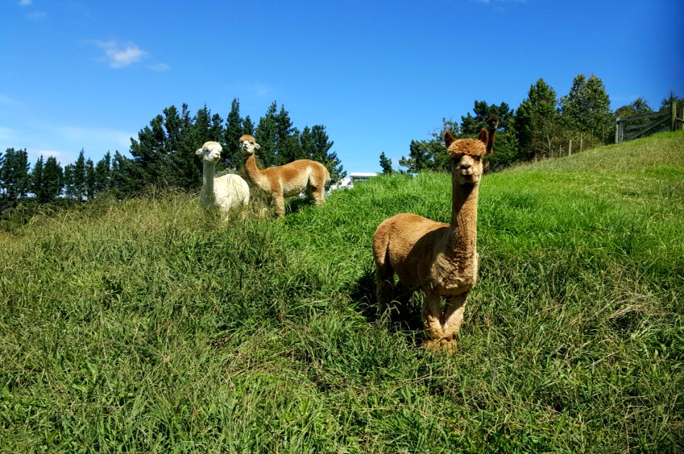 Alpacas at Mangemangeroa
