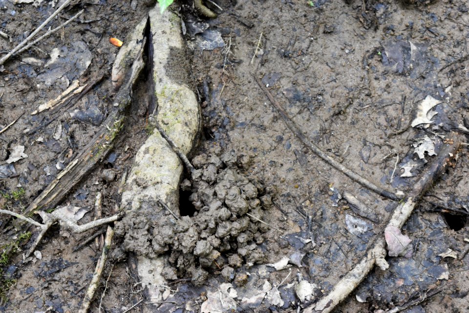 invertebrate crayfish mound Needmore Game Land ncwetlands AM (25)