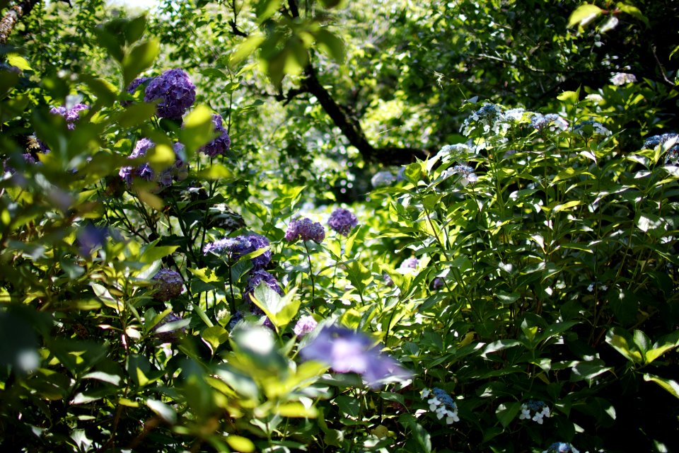 アジサイ(紫陽花, Ajisai)