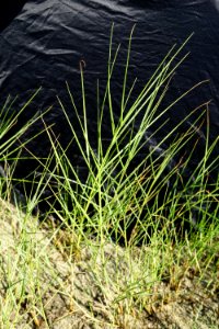 Distichlis spicata Emerald Isle boat ramp KG (4)