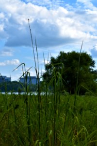 invertebrate dragonfly Lake Crabtree County Pk ncwetlands AM