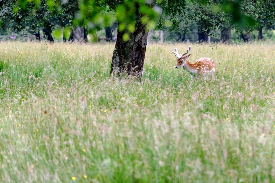 Fallow deer at Randalstown forest