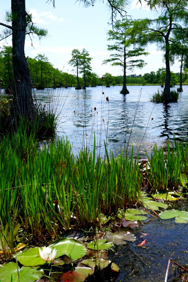 Suggs Millpond Gameland KG (73)
