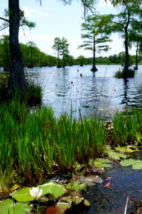 Suggs Millpond Gameland KG (73)