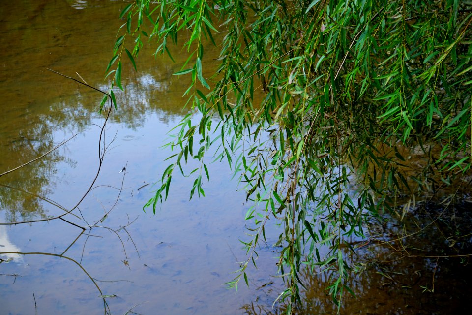 plant willow Lake Lynn ncwetlands KG