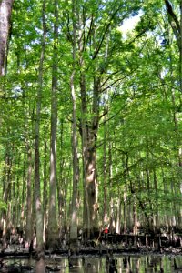 scene Lower Roanoke River Wetlands Gameland ncwetlands KG (64)