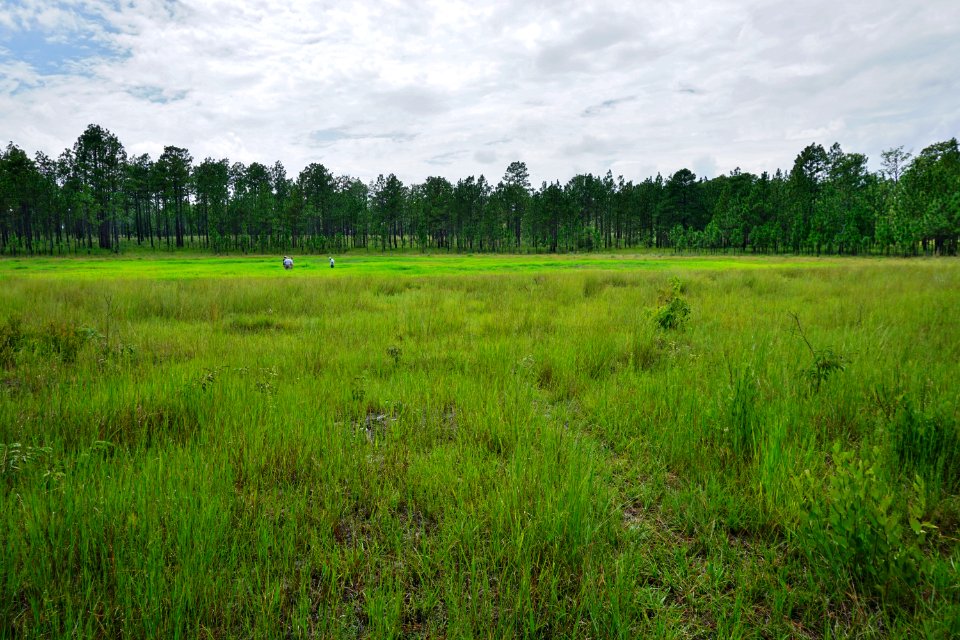 scene basin wetland 17Frog Sandhills Game Lands ncwetlands KG (1)