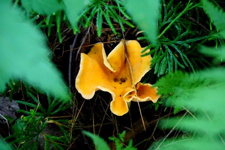 fungi Tallulah Bog ncwetlands KG