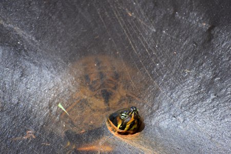 reptile turtle lake mattamuskeet ncwetlands am (65) photo